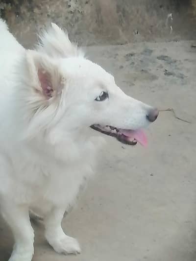 pista dog good security