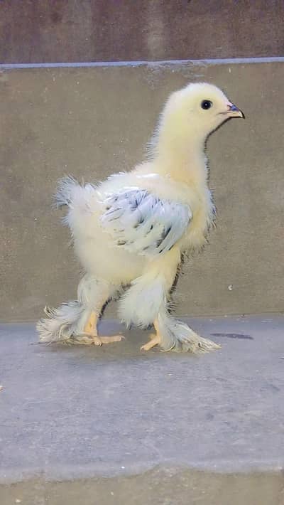 light Columbian brahma  blue Columbian brahma blue brahma white heavy