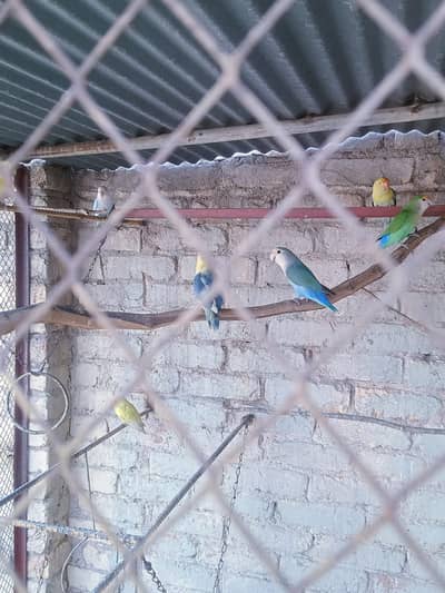 Lovebird pairs