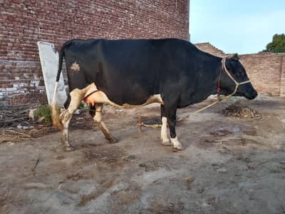 1st time wachi for sell