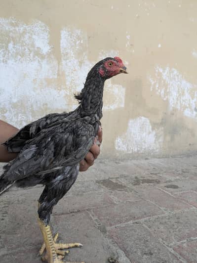 heighted aseel pathay