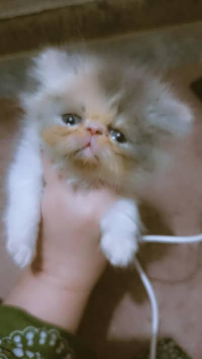 triple coat pikki face kitten for sale
