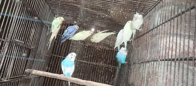 Hogoromo Splits and Love birds