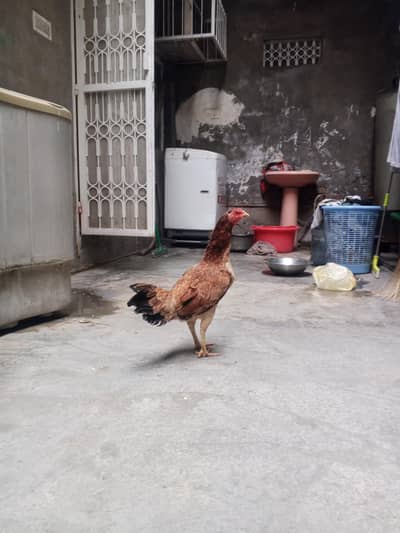 breeder female, egg 100 percent dati ha