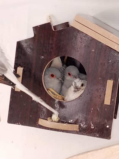 pairs of Diamond Dove + Finches + Australian Parrots with Cage