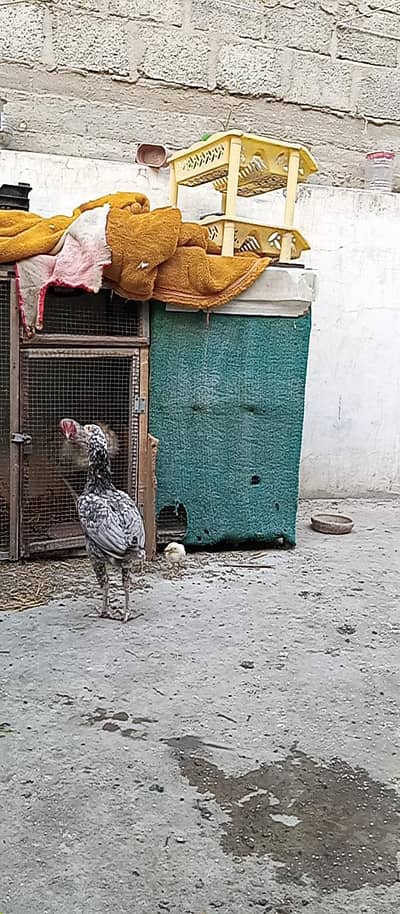 saleta aseel female and fancy male pegion for sale