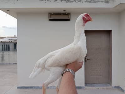 German White Shamo Pair for Sale  (Rare Breed)”
