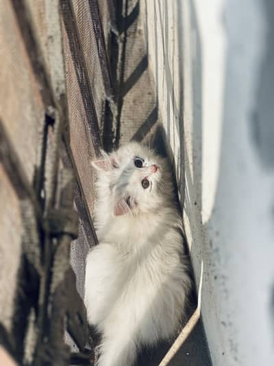 White persian cat for sale