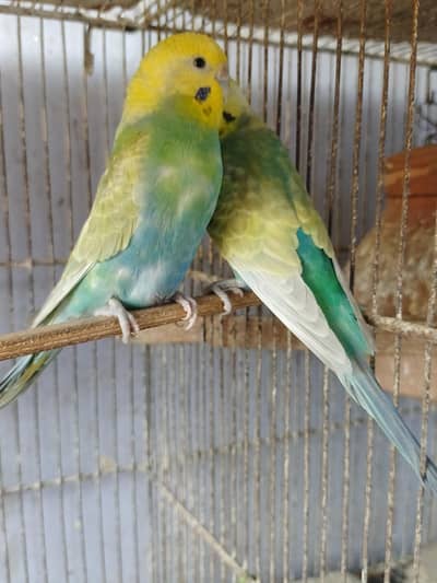 Budgies Rainbow Pair