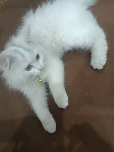 Persian Cat for sale
