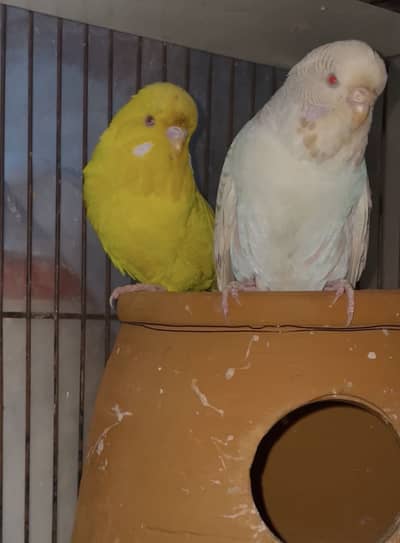 lutino King exhibition breader pair budgies/budgri