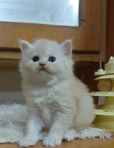 Persian kittens/ triple coated/ white kittens available for sale