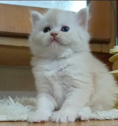Persian kittens/ triple coated/ kittens available for sale