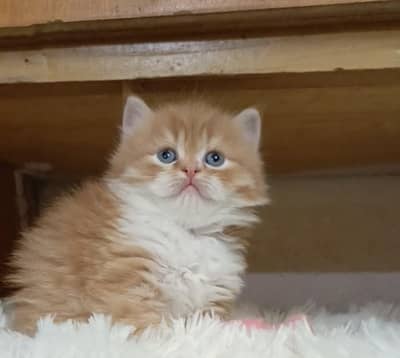 Persian kittens/ triple coated/ kittens available for sale