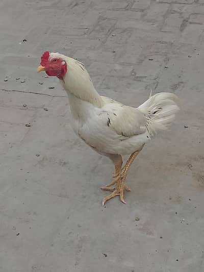 aseel murga Heera cross