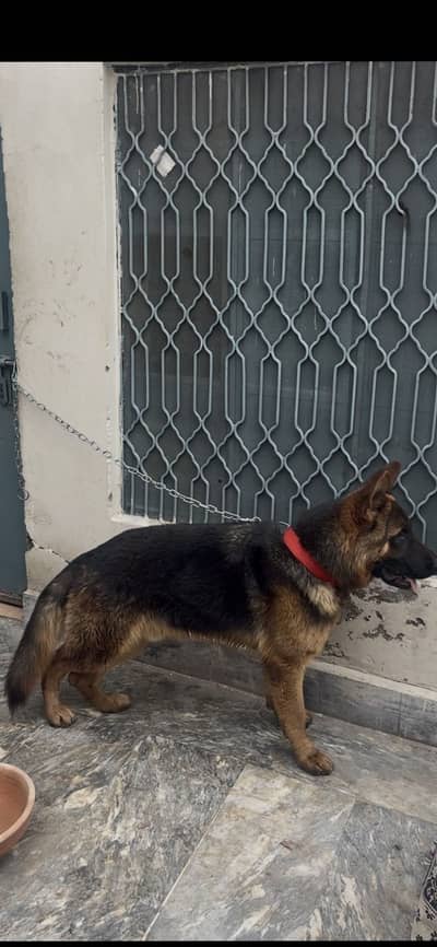 Pink pedigree Male fully vaccinated