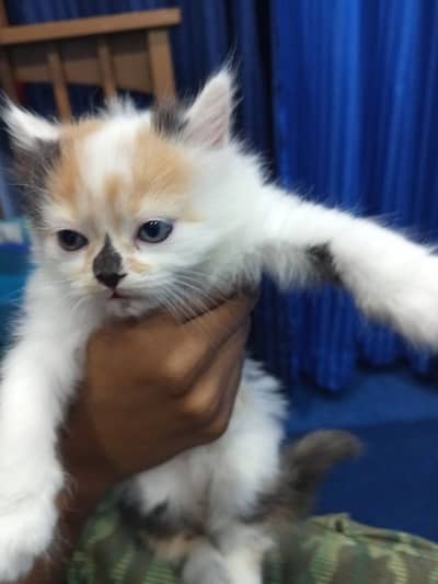 Persian Kittens for sale