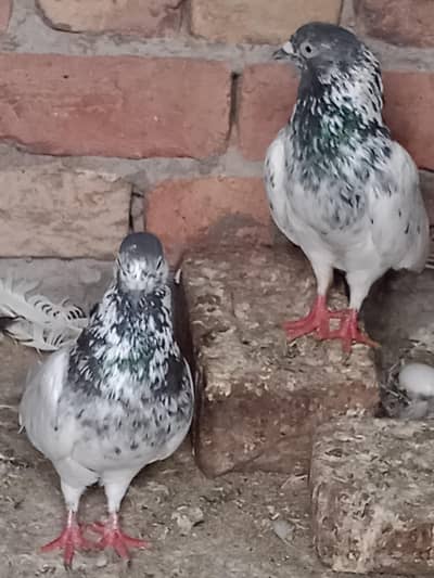 Sale my 11 Pigeons Urgent