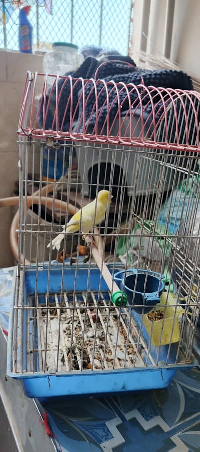 canary birds big size