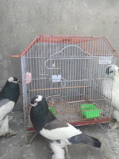 Master Cage With Breeding Box For Sale