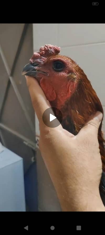 indian long tail dragon high quality patha available