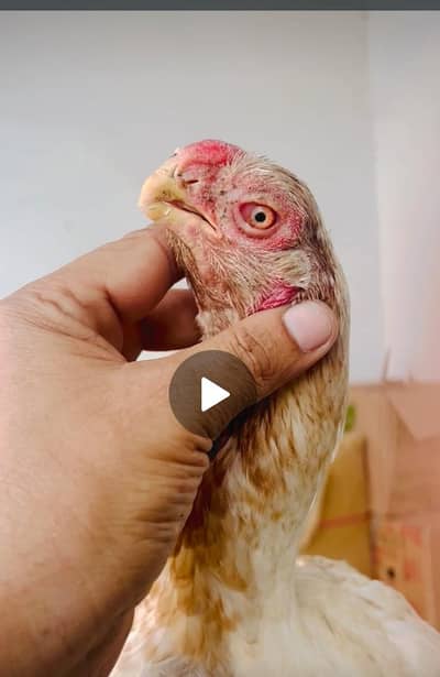 PARROT BEAK =03139874002=