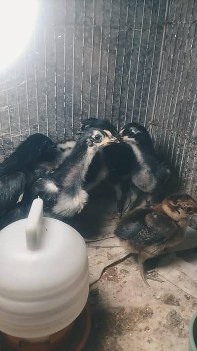 aseel chicks for sale