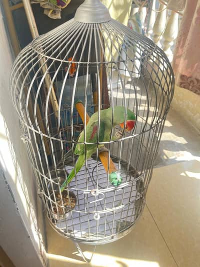 Raw Parrot
