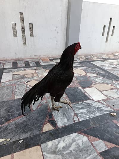 aseel thai sale or exchange