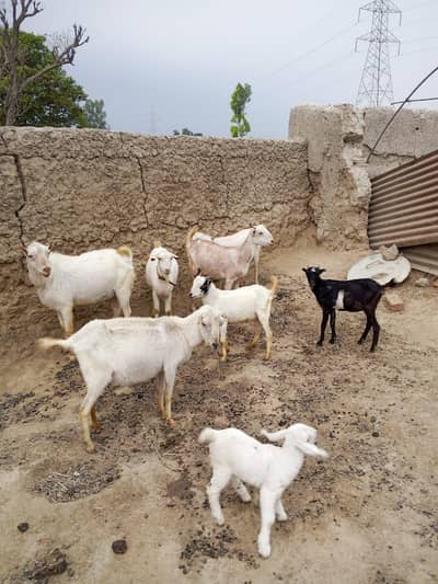 Barbari Tedi Breed  makhi Cheni Breeds Goats & Sindhi mundri sheep