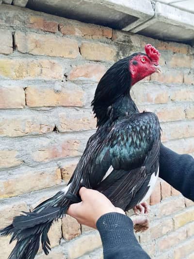 Lasani Mushka Topla {1.5} eyes