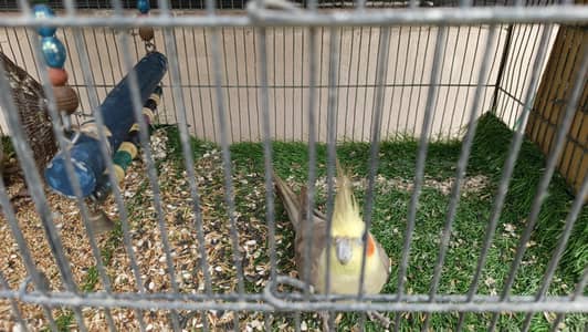 3 Male Cockatiel for Sale