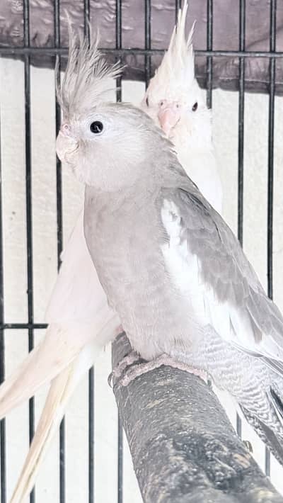 Love bird cocktail parrots