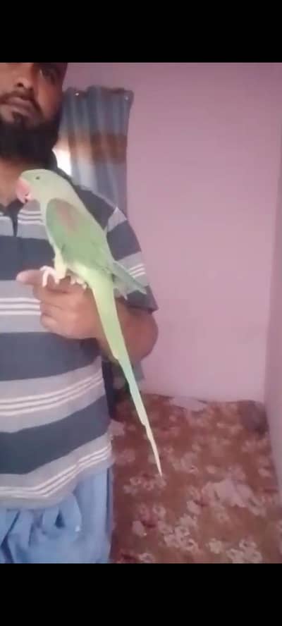 Kashmiri  Raw parrot for sel 2no  handtame h friendly hai