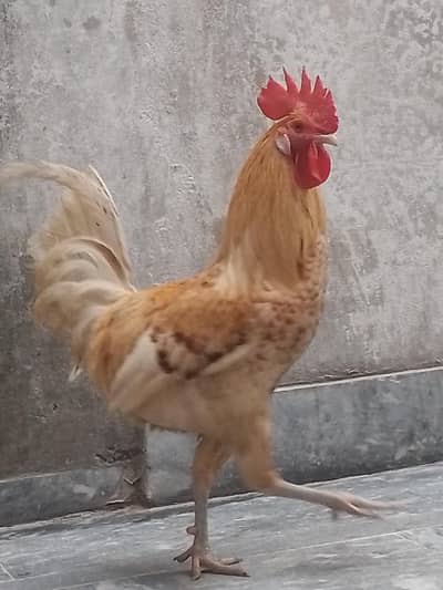 murga and murgi andy dany waly