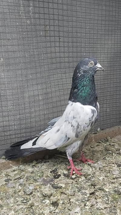 Taddi Breeder Male For Sale.