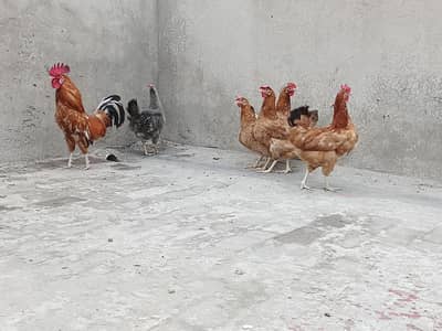 Egg laying hens
