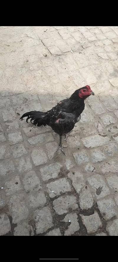 Pure Panis Pakoya Male Breeder