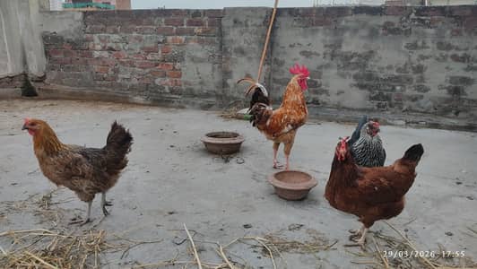 1 murga 3 murgian for sale