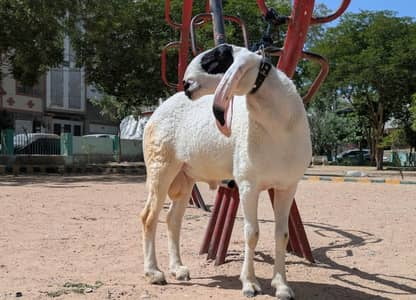 khajla Cross Dumba 2 Dant