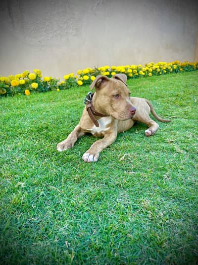American Pitbull Terrier