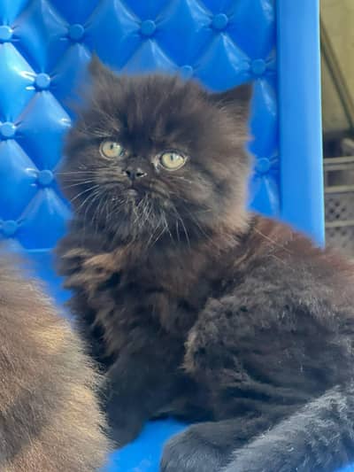 Persian Punch Face Kitten for sale
