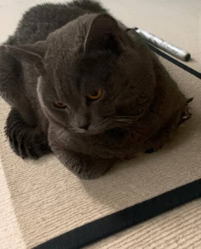 British Shorthair Available - For Stud Service