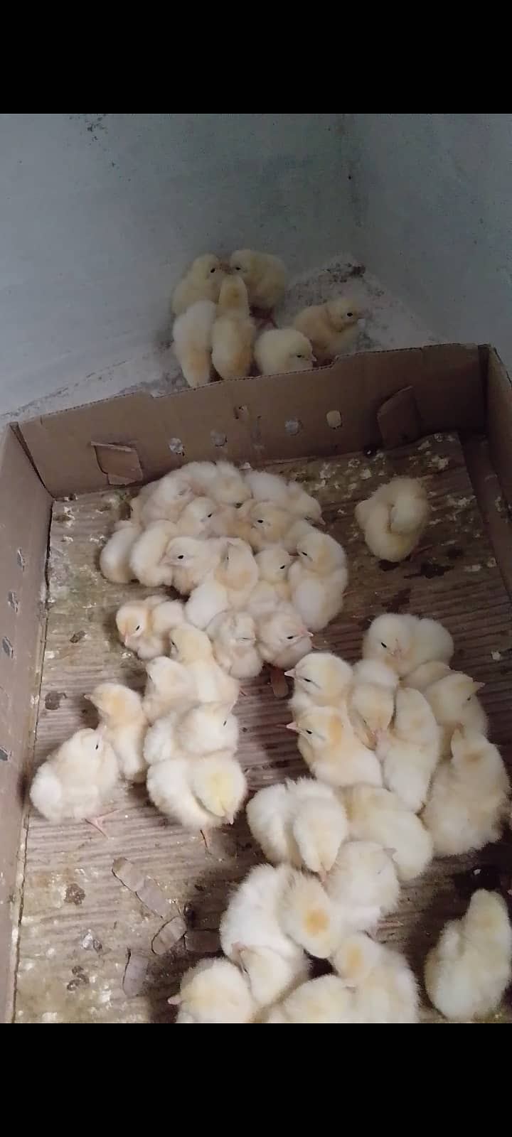Chicks 50 pcs 0
