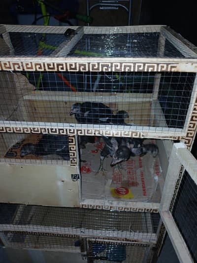 Aseel pure thai murga and murgi