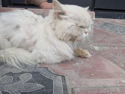 persian cat for sale