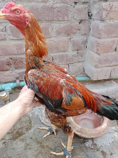 Pure Assel Ptha and Heeri madi