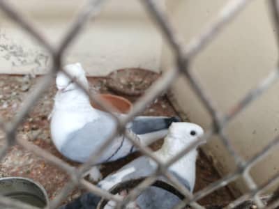 I want to sell my Sentient pegion pair and One chick