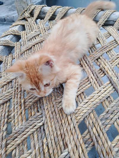 American cat short hair