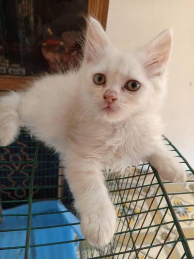 Golden Persian Male Kitten for Sale | 2 Months Old | Home loving